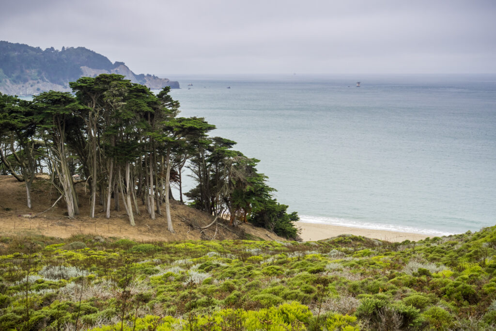 Cypress trees and shrubs on the coast of the Pacific Ocean on a foggy day, Lands End, San Francisco, California