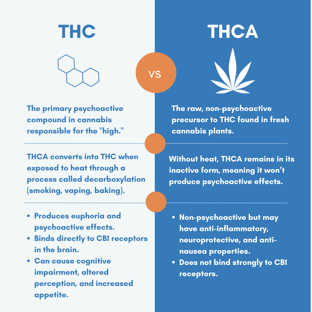 A side-by-side infographic comparing THC (Tetrahydrocannabinol) and THCA (Tetrahydrocannabinolic Acid) with a clean, minimalist design. The left side (THC) describes it as the primary psychoactive compound in cannabis responsible for the "high." It explains that THCA converts into THC when exposed to heat (decarboxylation) and highlights its euphoric effects, CB1 receptor binding, and potential cognitive impairment. The right side (THCA) describes it as the raw, non-psychoactive precursor to THC, stating that without heat, it remains inactive and does not cause psychoactive effects. It also mentions THCA's anti-inflammatory, neuroprotective, and anti-nausea properties and that it does not strongly bind to CB1 receptors. The center features an orange "VS" icon, visually distinguishing the two compounds.